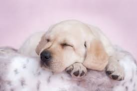 赛场新星：基于AI大数据预测，哪种狗的品种最适合参加敏捷犬比赛？