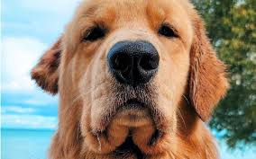 科技解读：未来宠物食品新趋势，你的“狗的食物”安全吗？